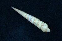藏品(蒼白筍螺 )的圖片